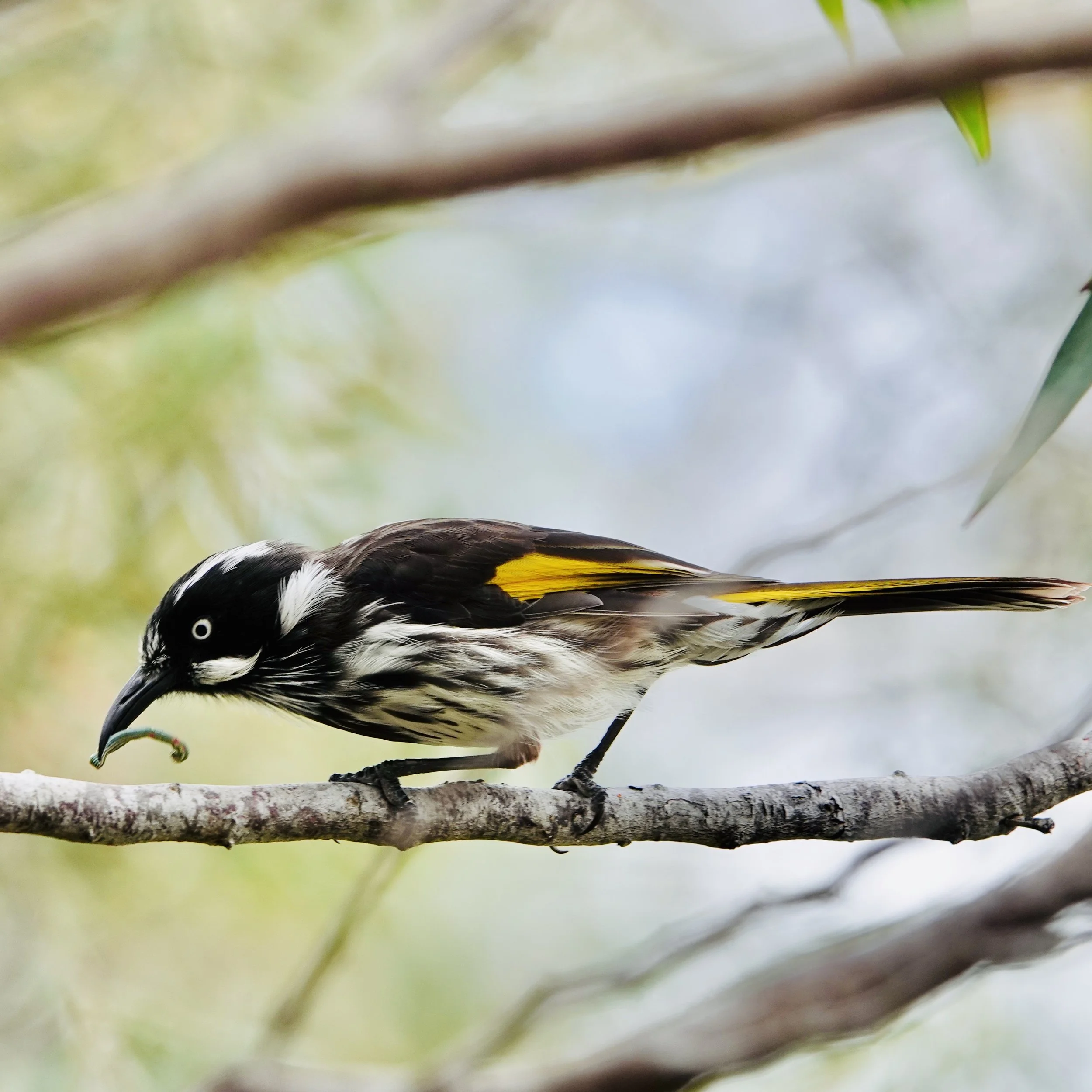 A bird with black and white feathers, yellow accents, and a curved beak, perched on a tree branch with a caterpillar in its beak.
