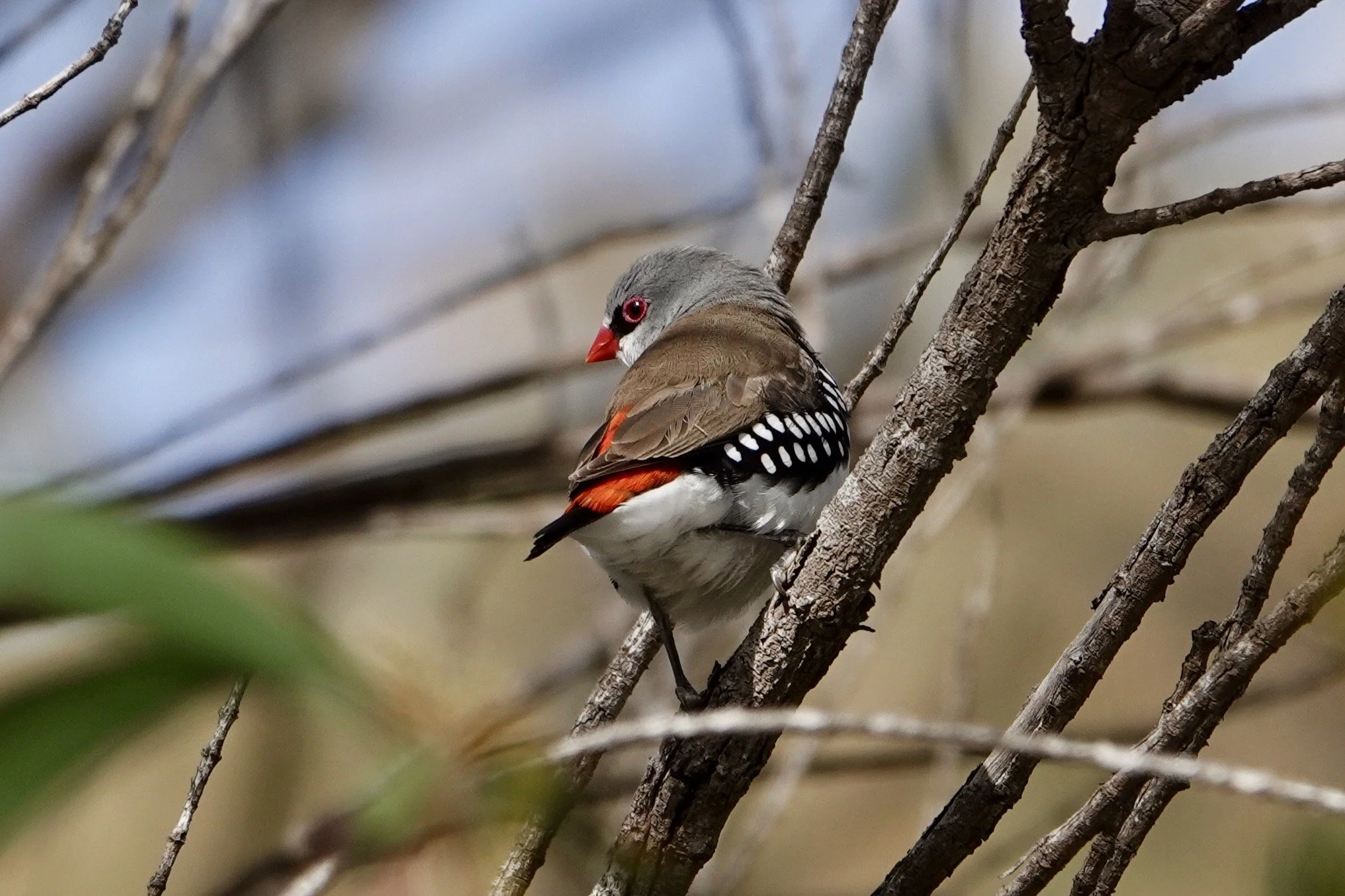A small bird with a red beak, gray head, brown and black wings with white spots, and a white belly perched on a thin branch among bare tree branches.