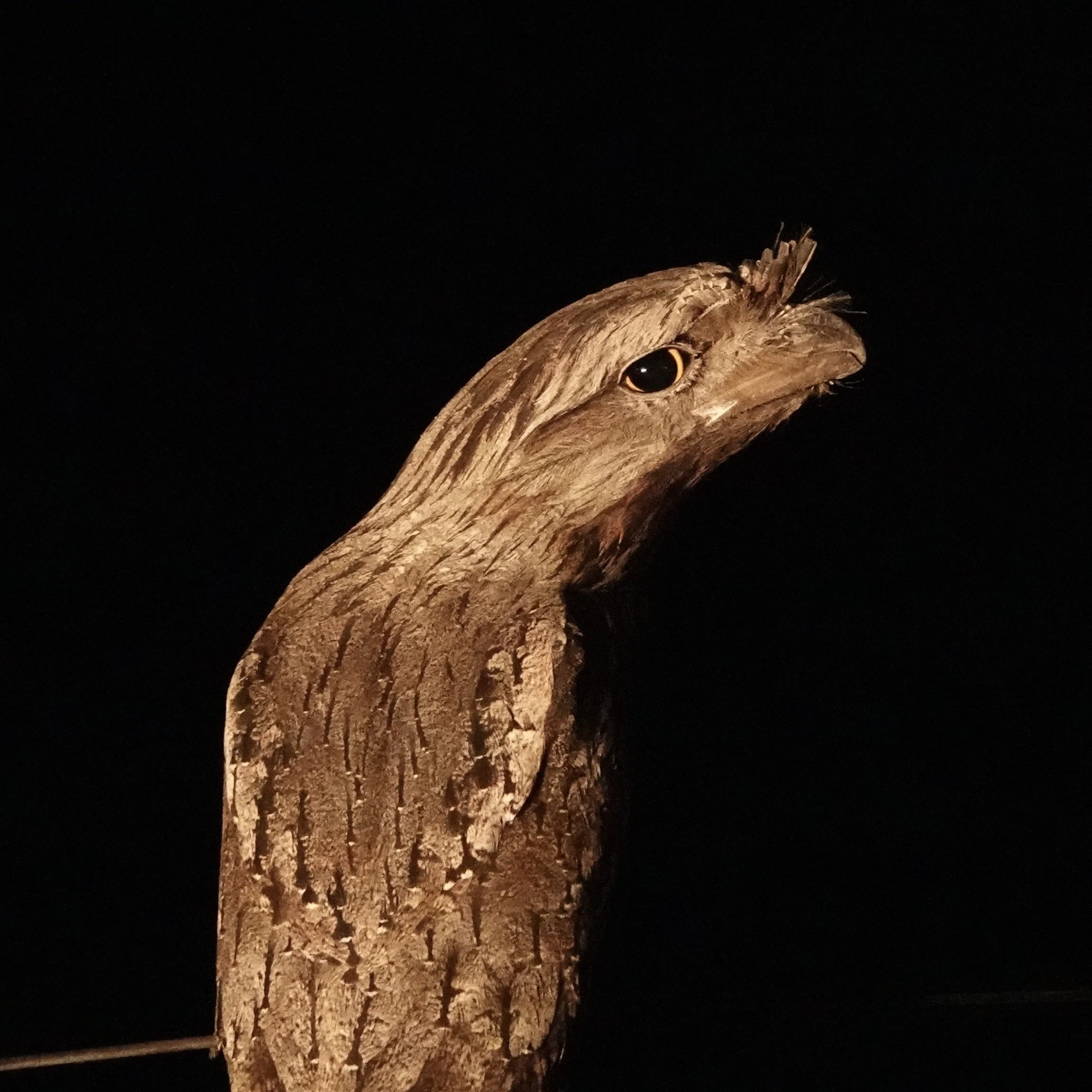 Close-up of a bird sculpture made of wood with detailed bark texture, set against a black background.