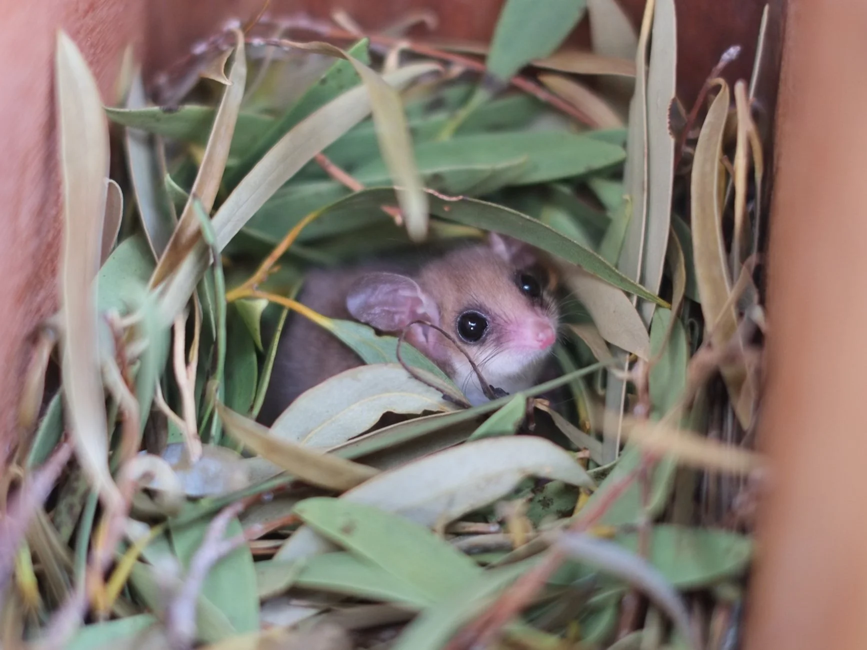 Western Pygmy Possum Conservation &amp; Safe Haven Initiative
