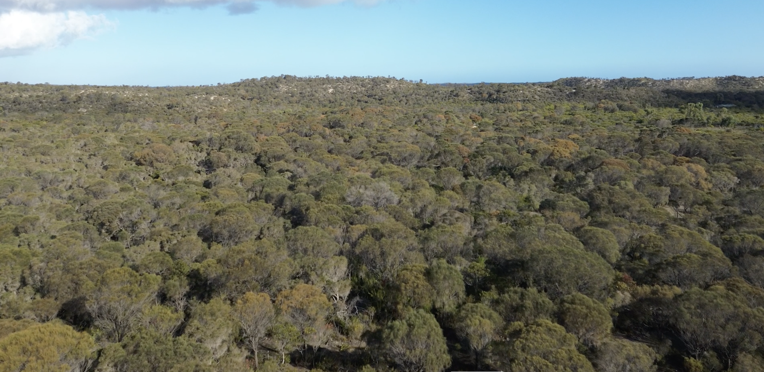 Protecting the Grassy She-oak Woodlands on Eyre Peninsula