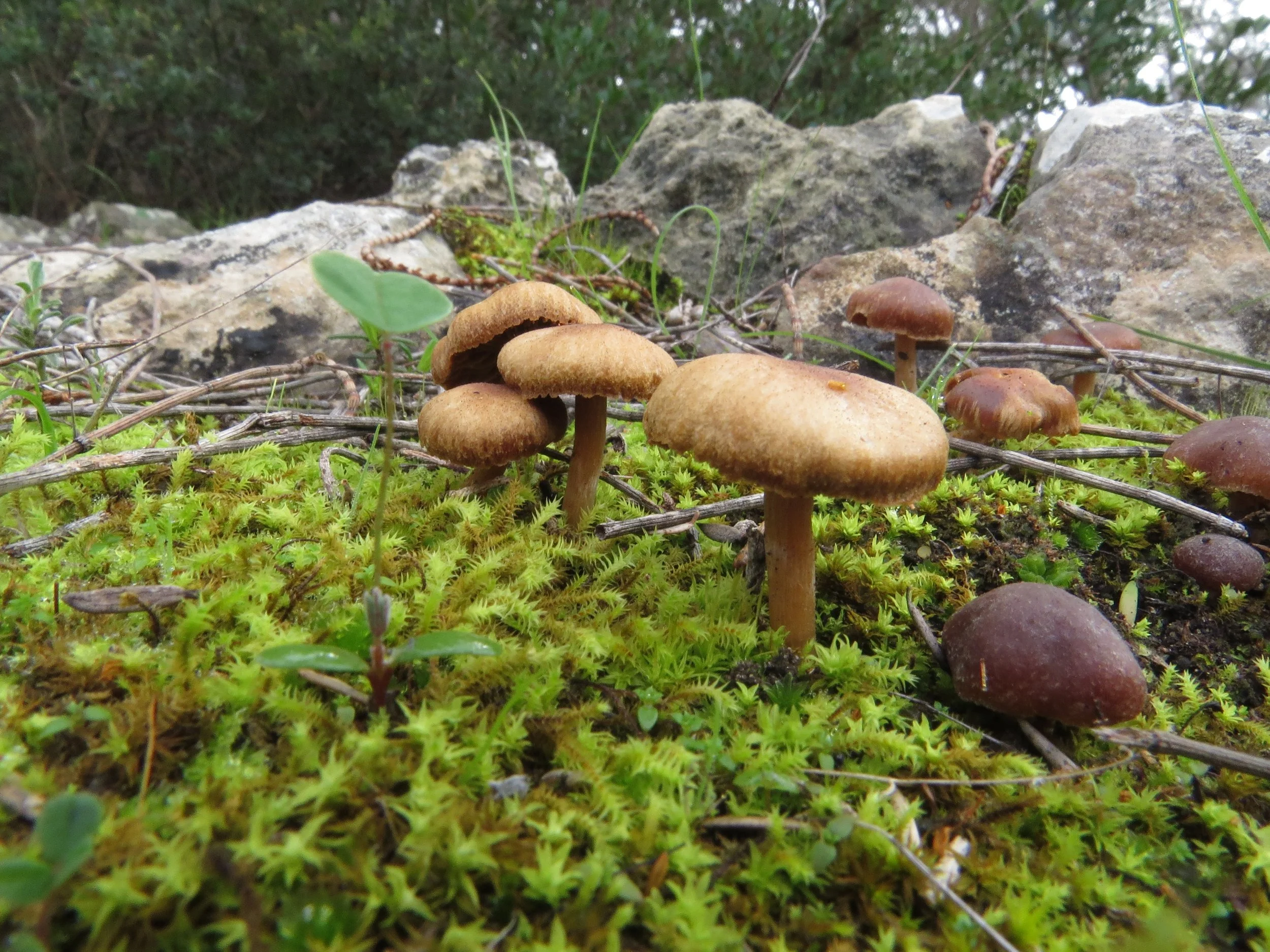 List of Threatened Ecological Communities Amendment