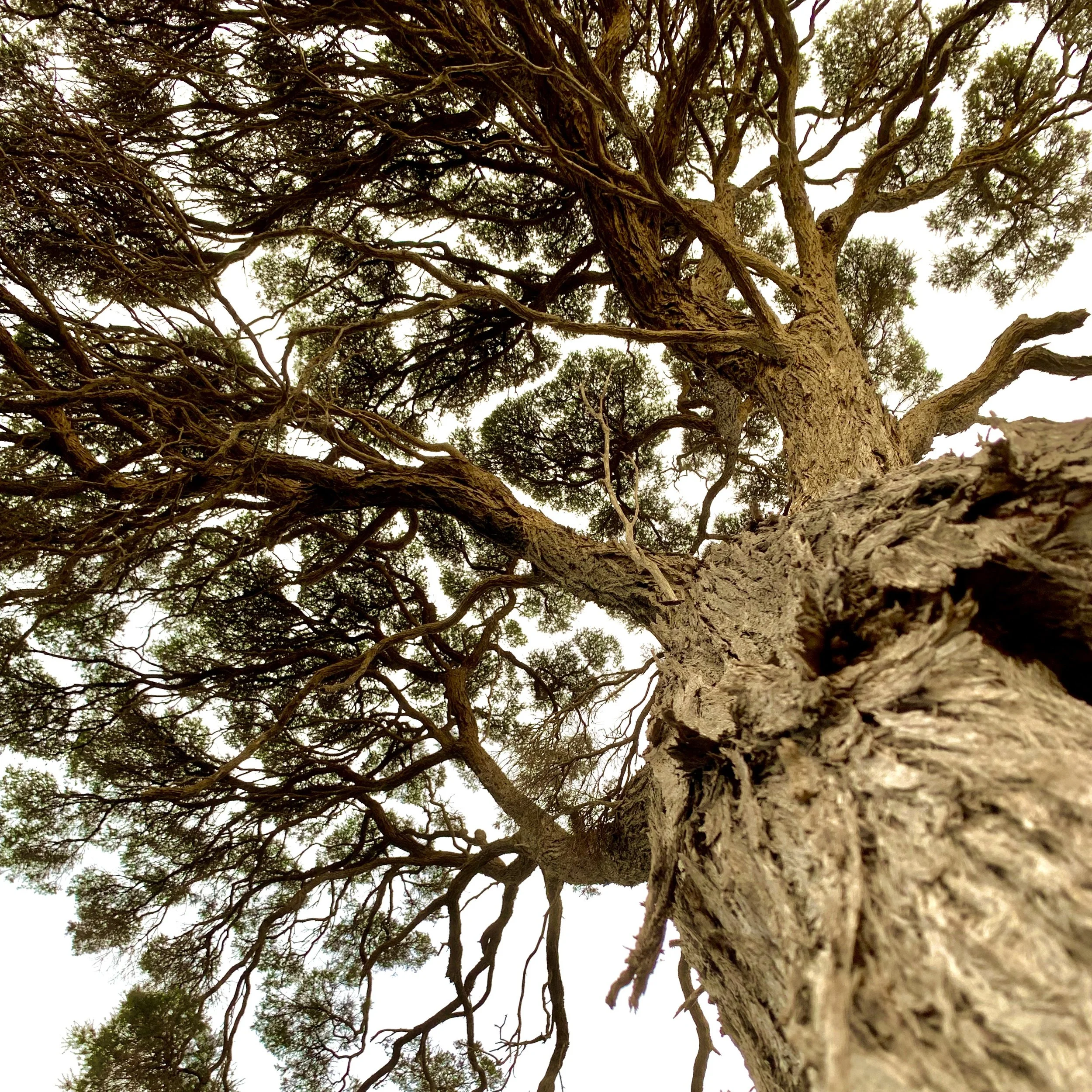 Map of drooping sheoak grassy woodland on calcrete
