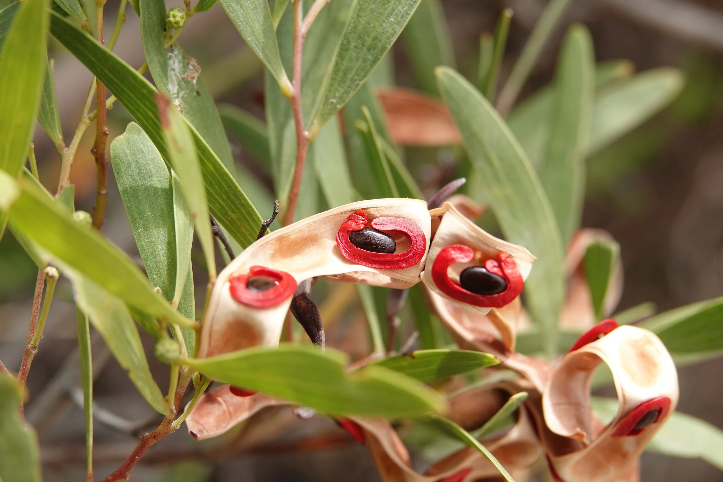 Conservation advice for the drooping sheoak grassy woodland
