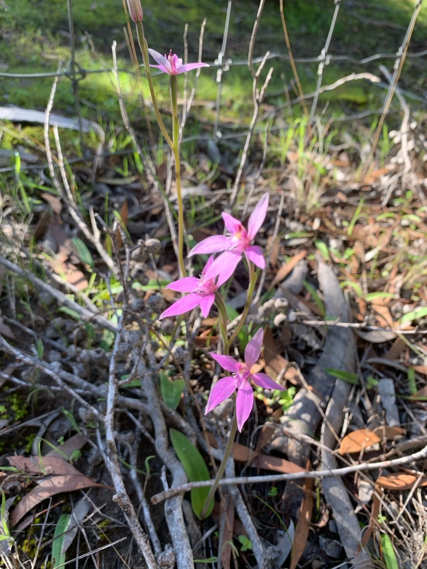 Pink Fairy Orchids