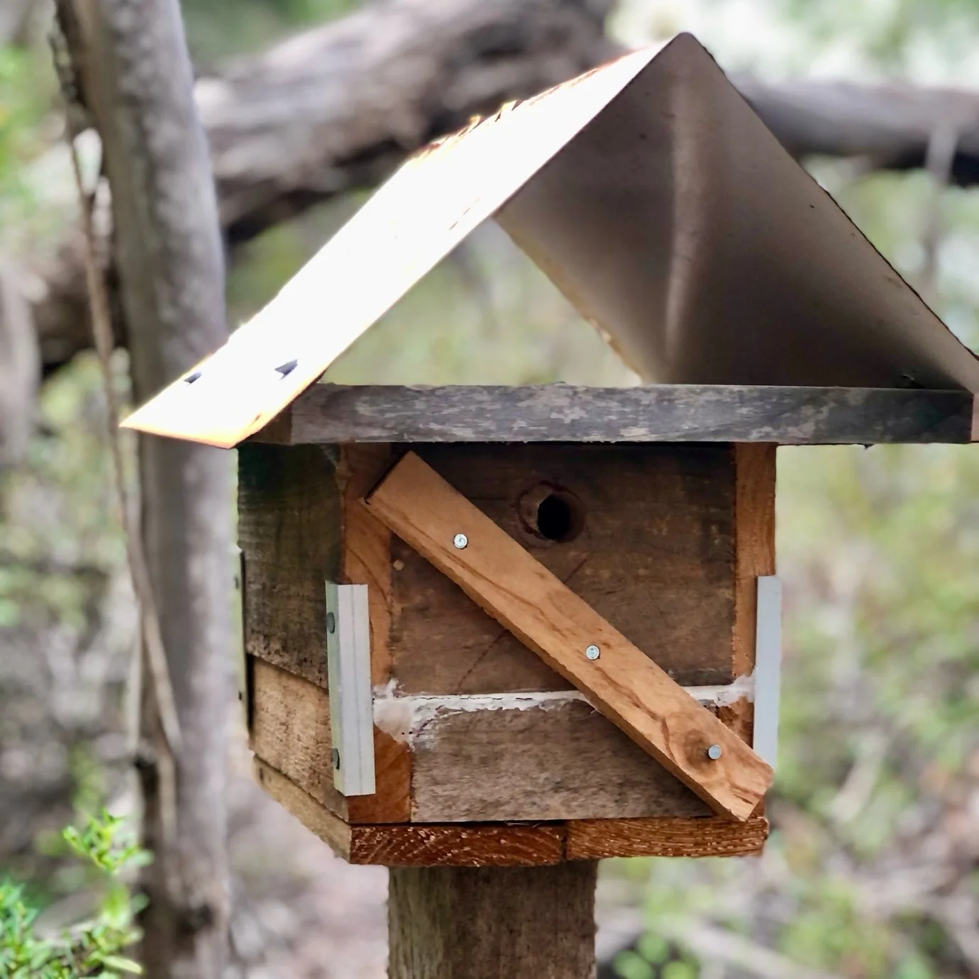 Western Pygmy Possum box
