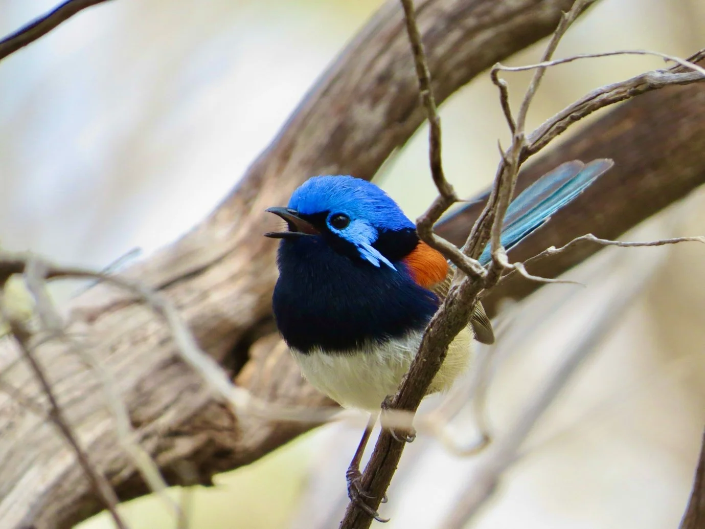 Blue Breasted Fairy Wren