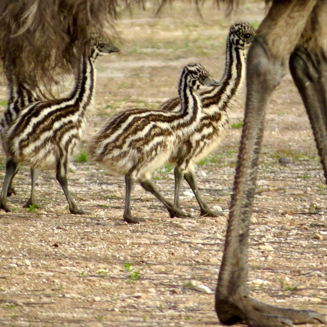 Emu Chicks