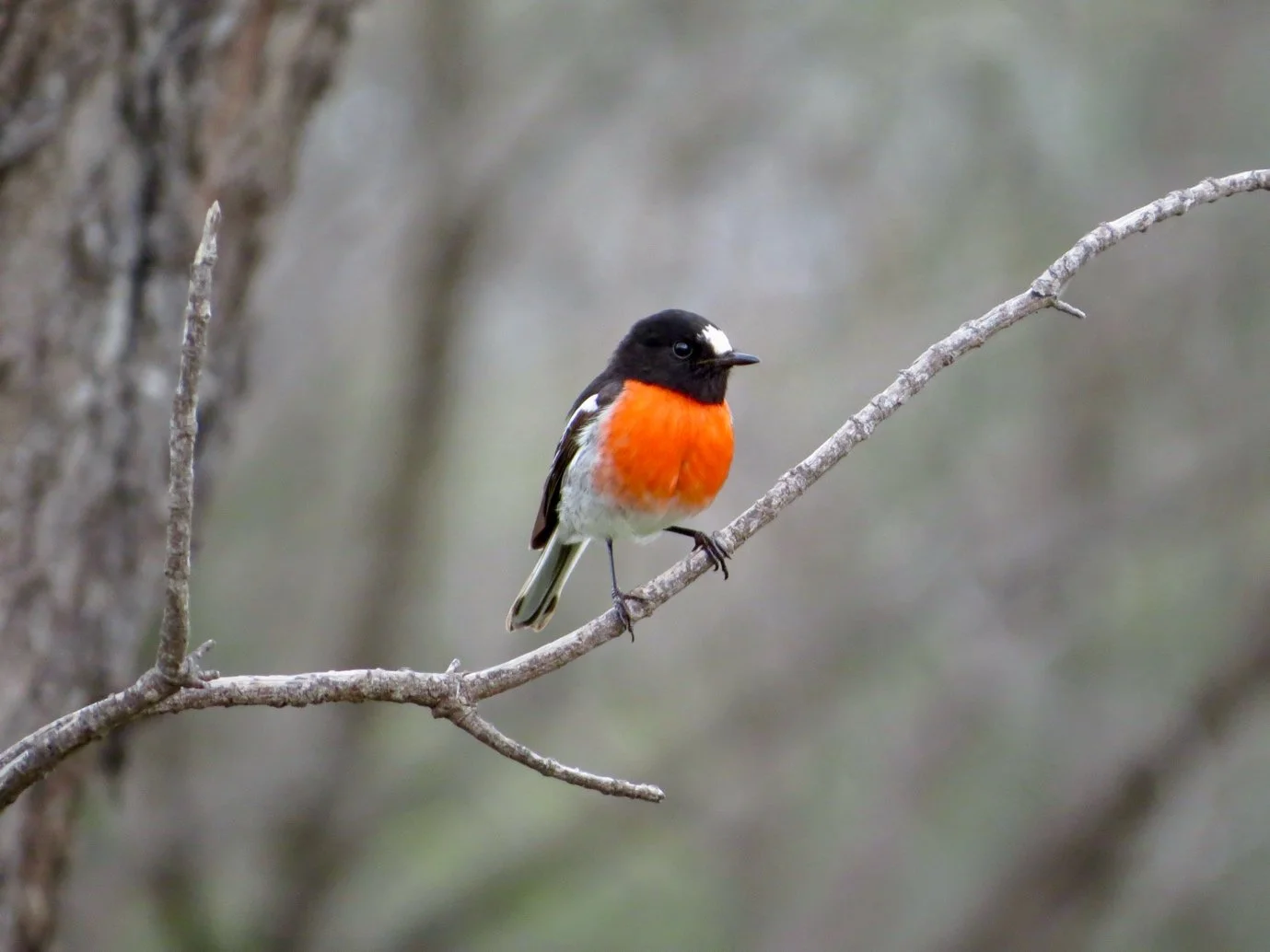 Scarlet Robin