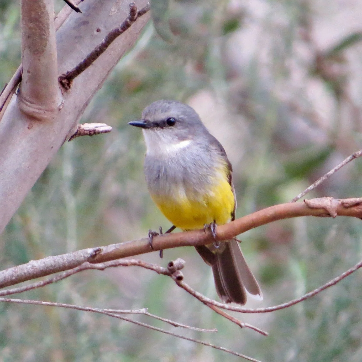 Western yellow robin