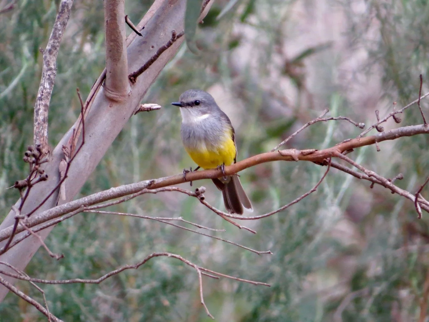 Western Yellow Robin