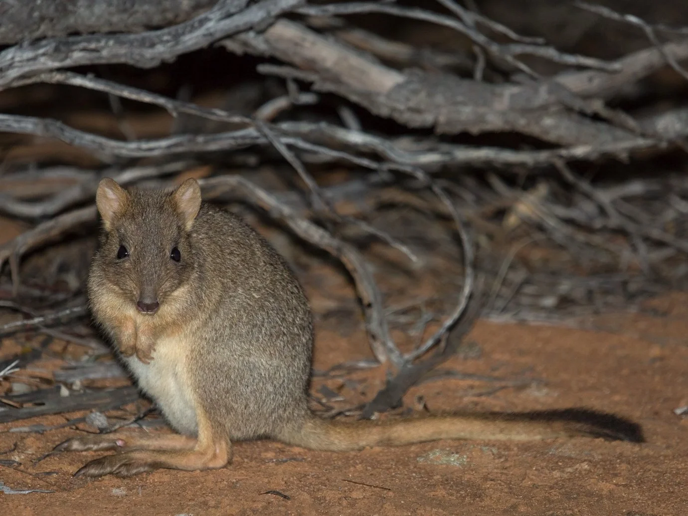 Brush-tailed Bettong