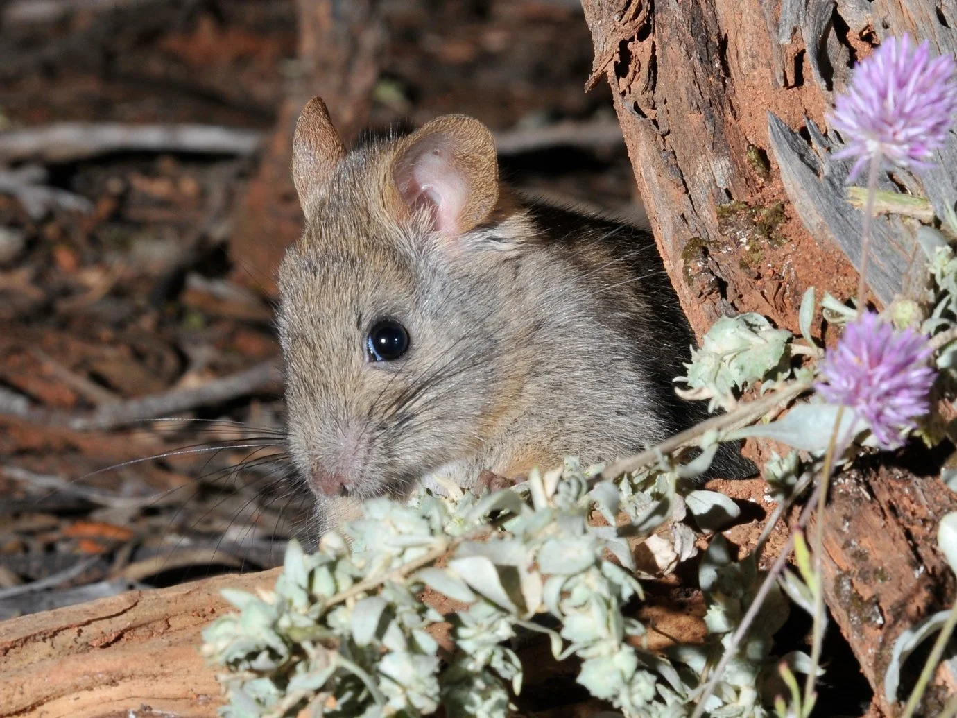 Greater Stick-nest Rat