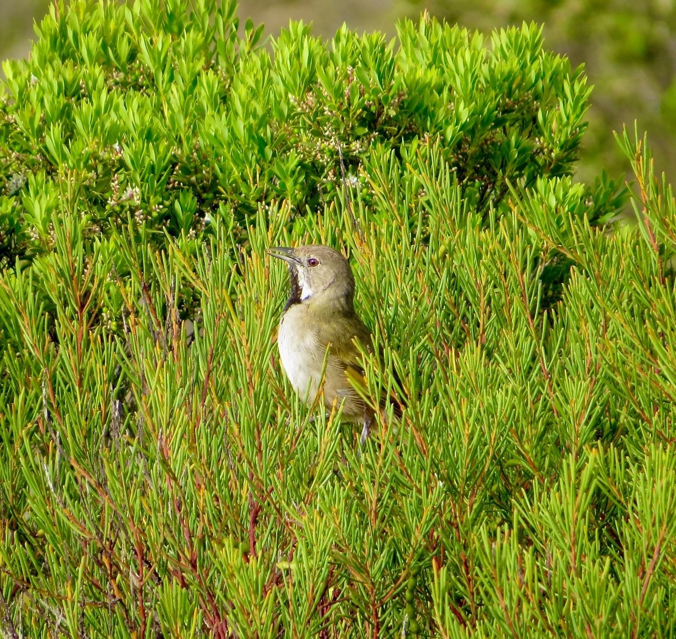 Singing Honeyeater