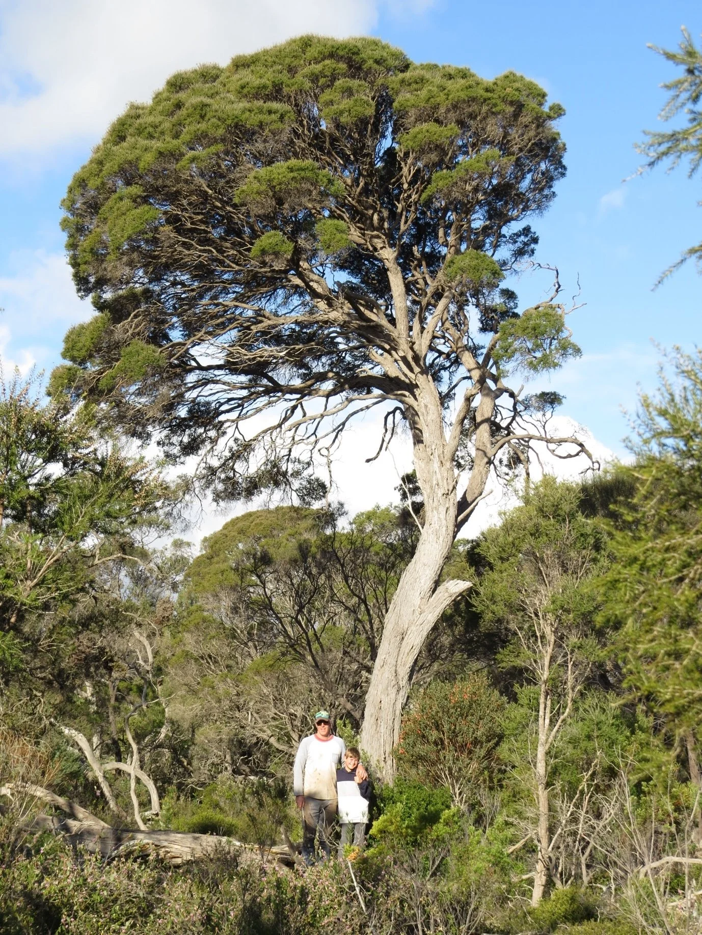 Grassy She-oak Woodland