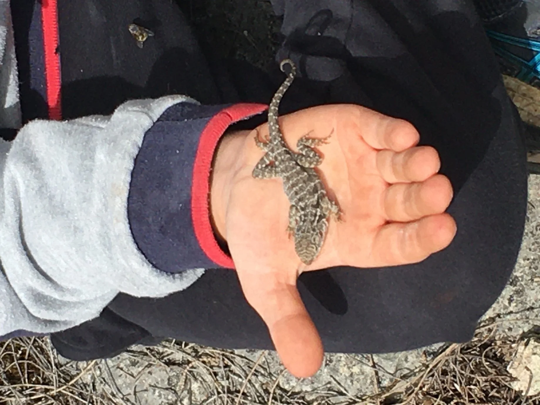 granite spiny lizard