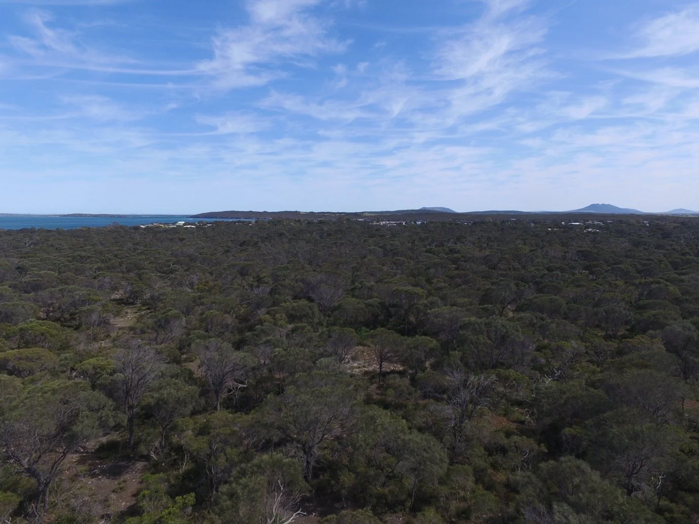 Grassy She-oak Woodland on Calcrete