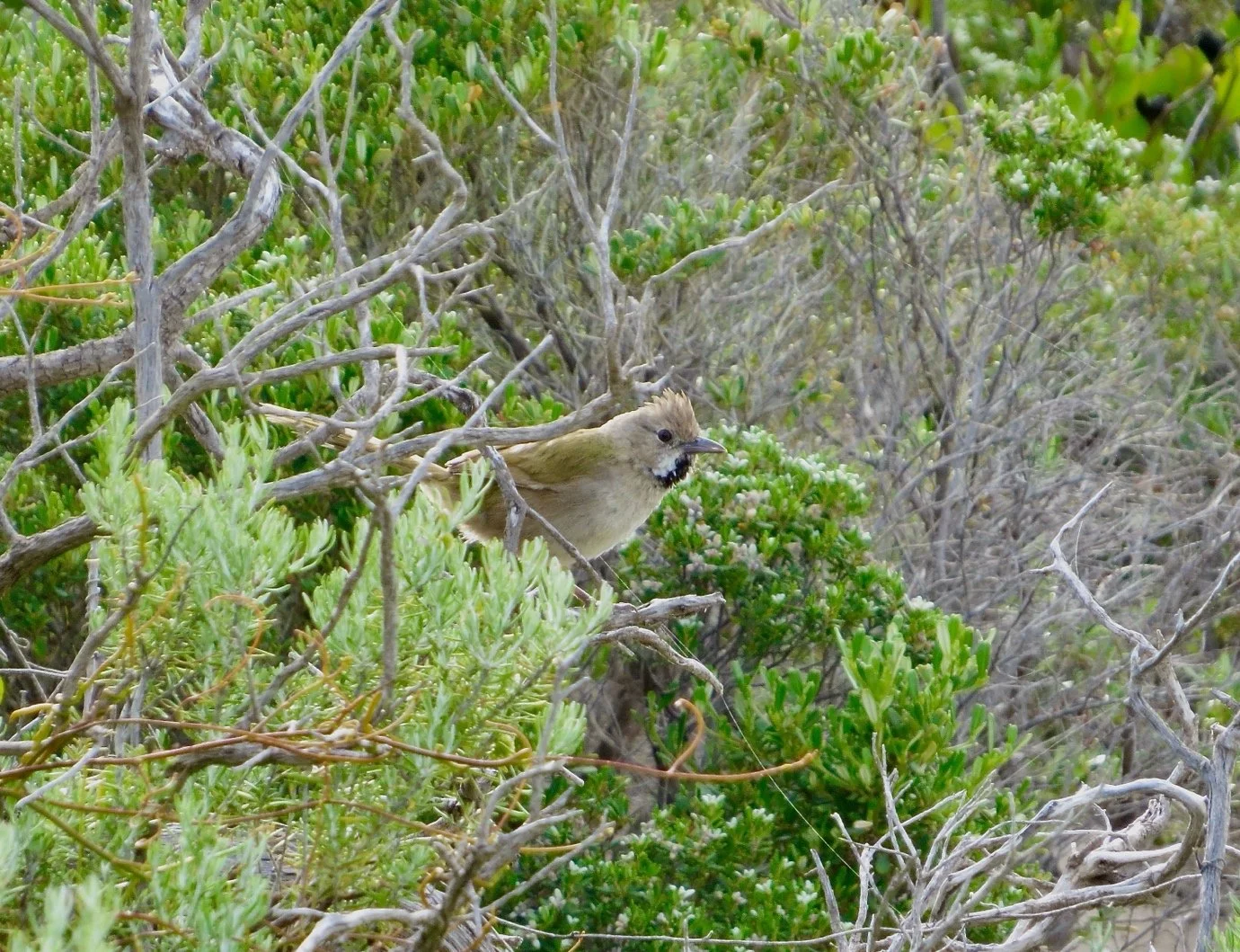 Western Whipbird