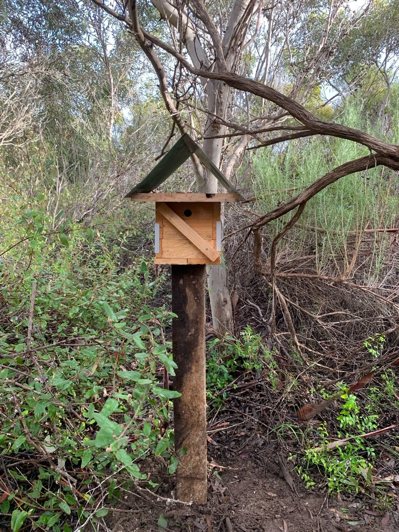 Western Pygmy Possum box on wooden sleeper.jpeg