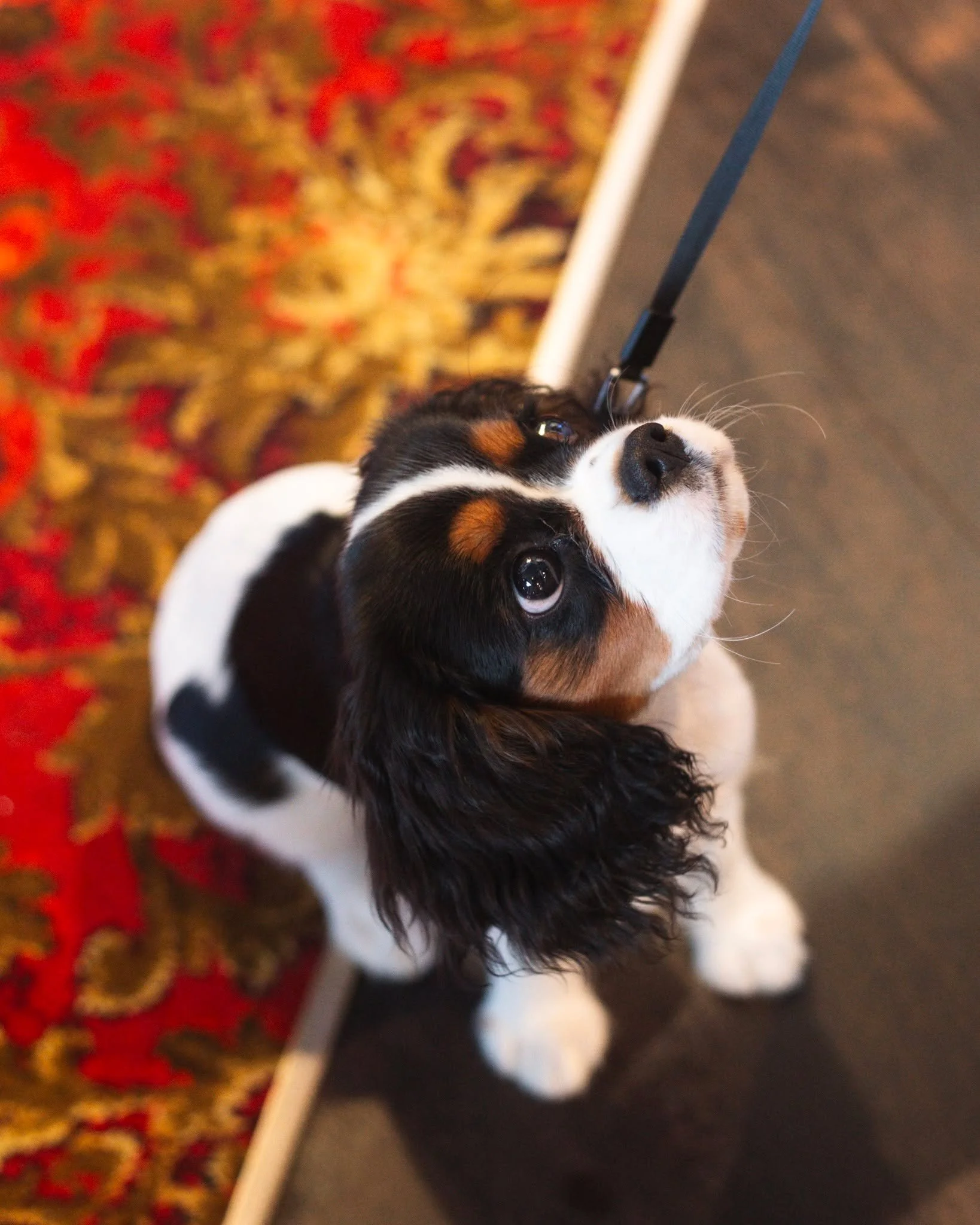 Pints for us, pats for them. 🐾
All four-legged friends are always welcome at the pub.

How cute is little Frankie..