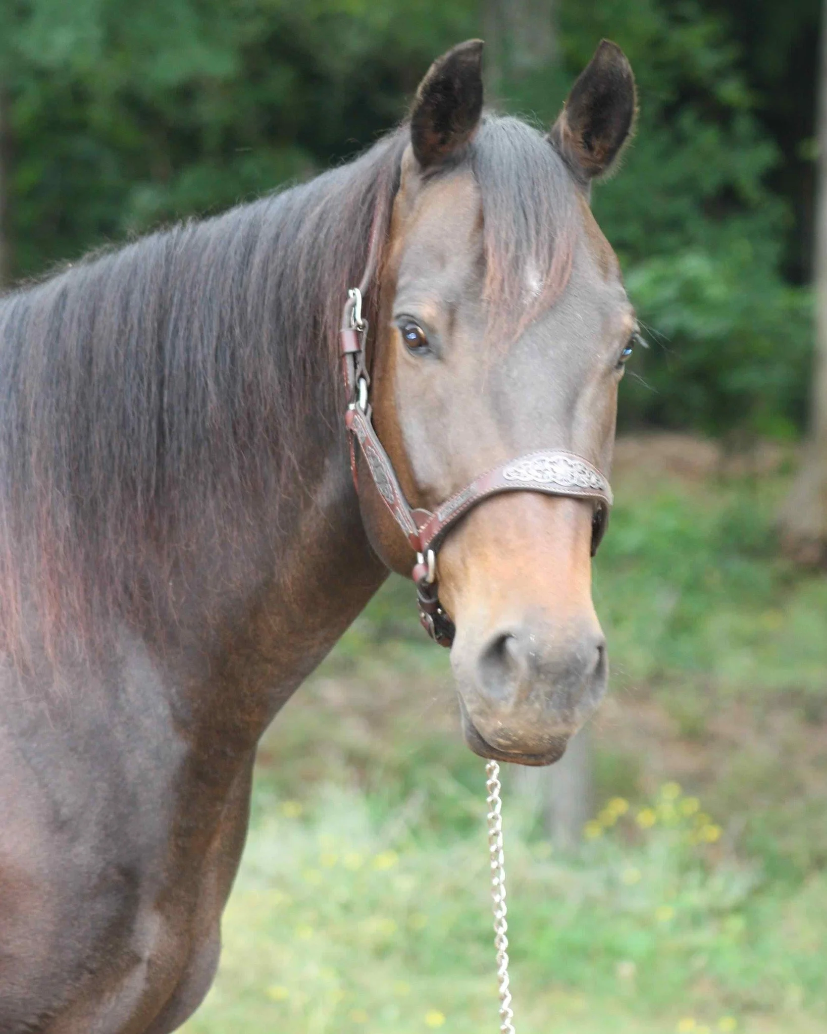 👀Do you know which horse this is from The Arc Caddo-Bossier's GREAT Equine Assisted Services?👀

🐴It's Flash! Flash is a Quarter Horse who joined the staff in October 2013! He loves his &ldquo;twin&rdquo; 33 and taking long rests.

GREAT offers equ