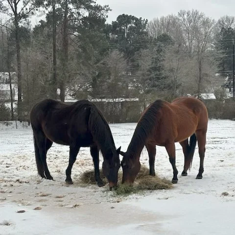Good afternoon.

After carefully assessing current road conditions and weather forecasts, The Arc Caddo-Bossier offices, Goldman Schools, Conly Day Program, Frost Industries, and GREAT Equine Assisted Services will remain closed on Tuesday, January 2