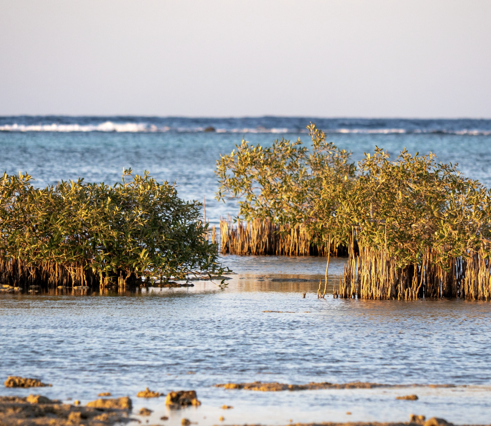 Captura de pantalla 2026-01-20 a las 9.23.26.png