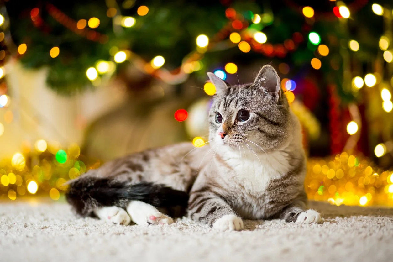 Holiday Pet Safety Tips: Turkey, Tinsel, and Times Square