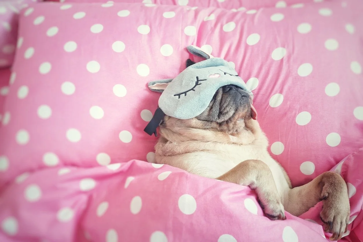 Subtle Signs Your Pet May Be in Pain (and What to Do About It!)