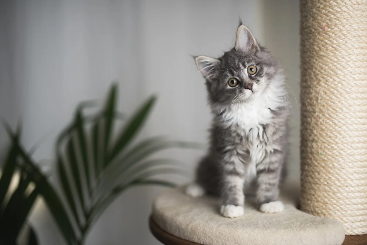 Your Guide to New Kitten Wellness: Tips &amp; Advice From a Vet