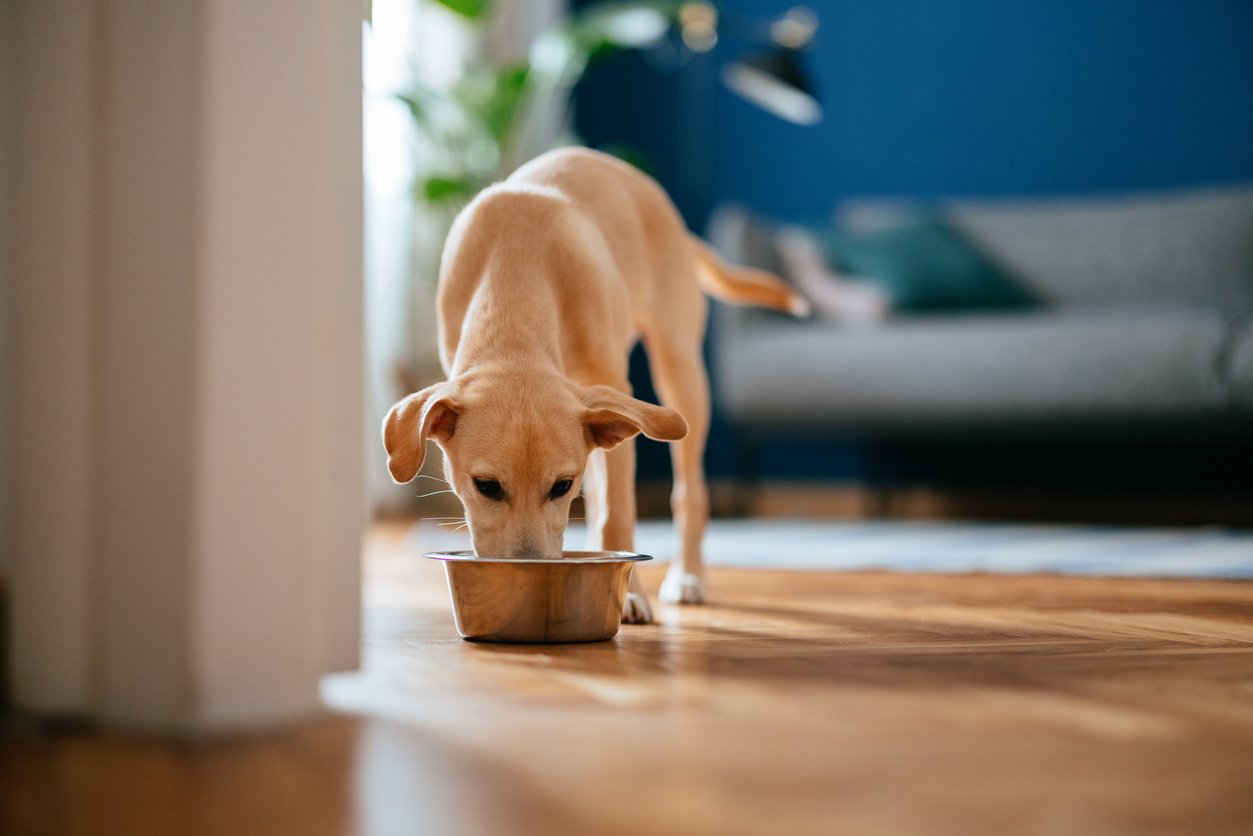 Raw Diet vs Kibble for Dogs: Here’s What the Research Says