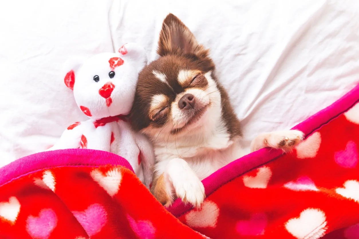 Photo inspiration: Picture Idea: Why Is Chocolate Bad For Dogs