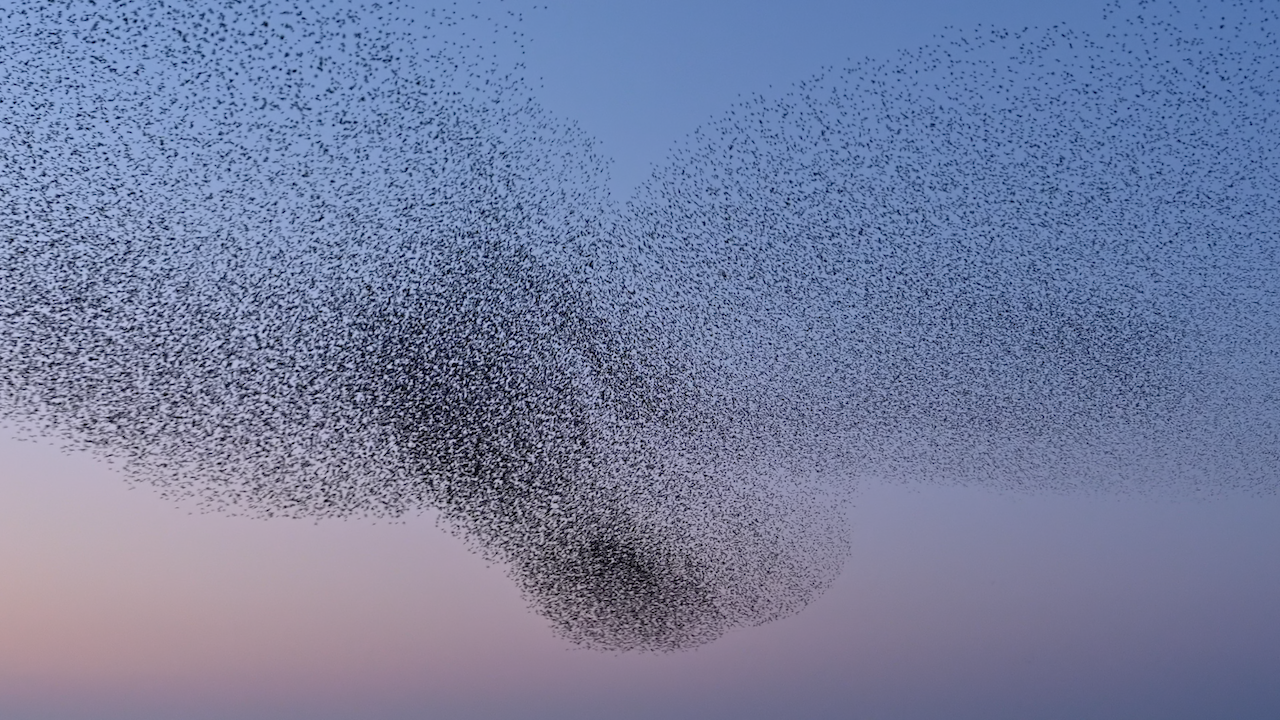 A murmuration of birds in a open sky