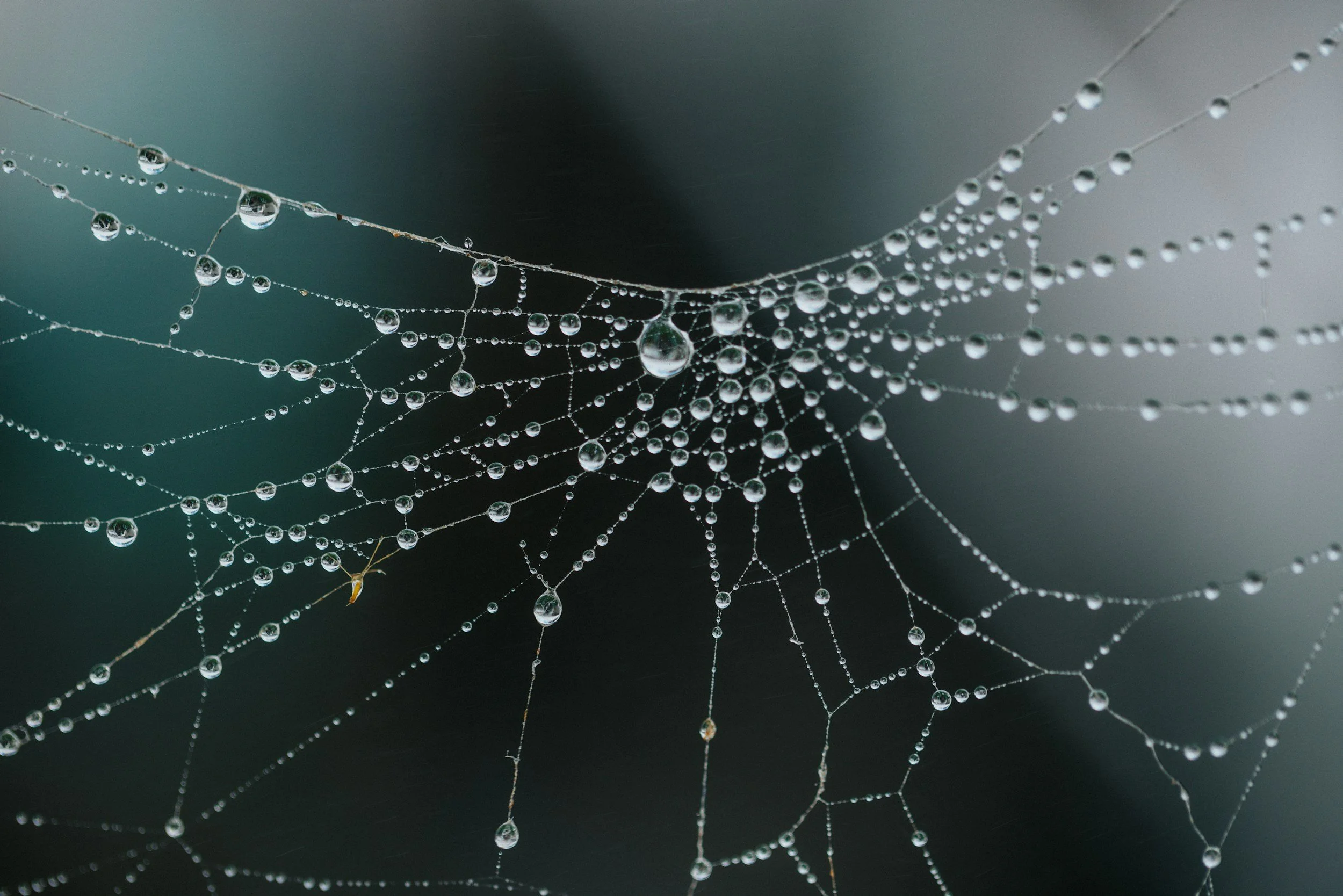 A close up of a spider web with dew drops.