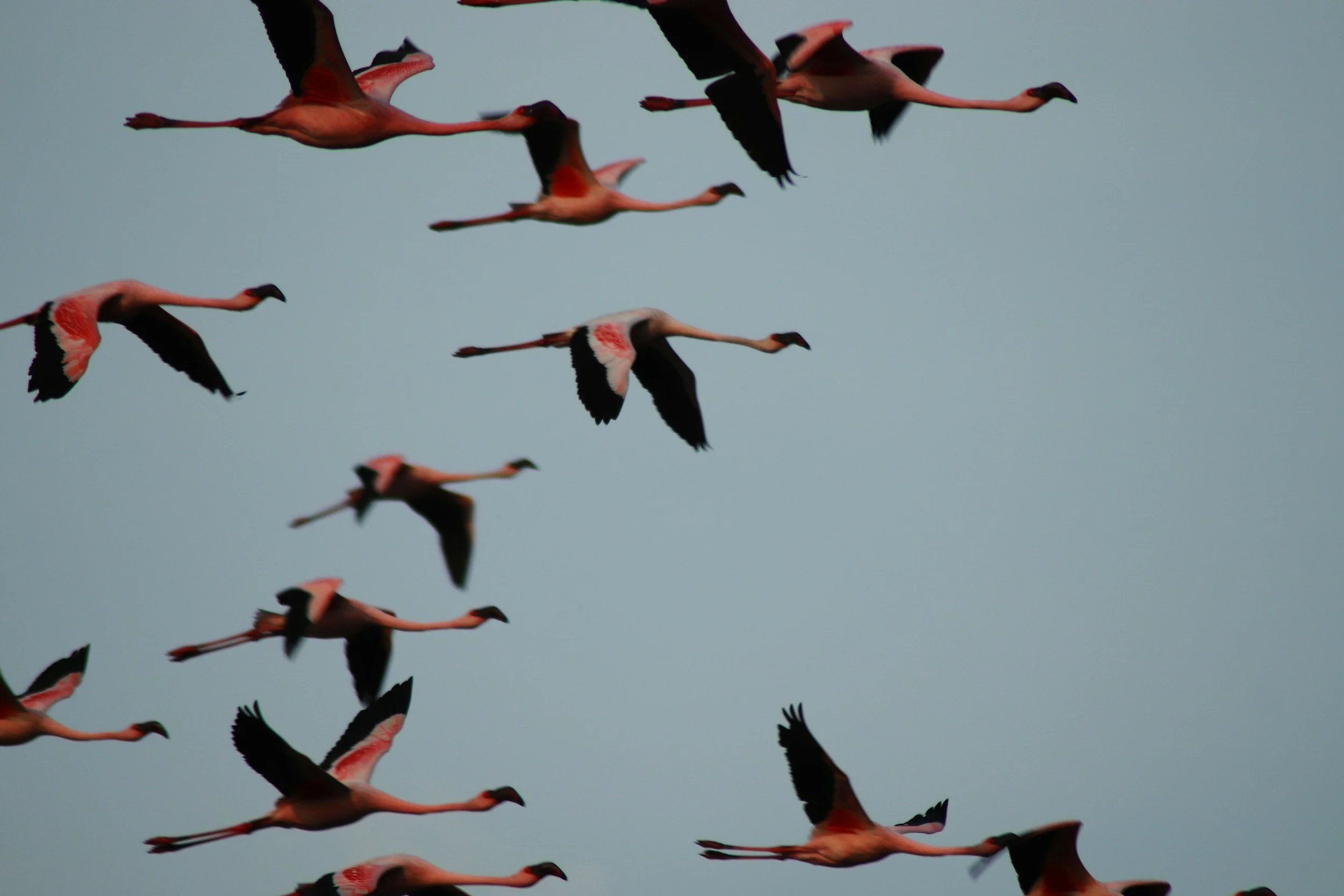 An image of migrating flamingos.