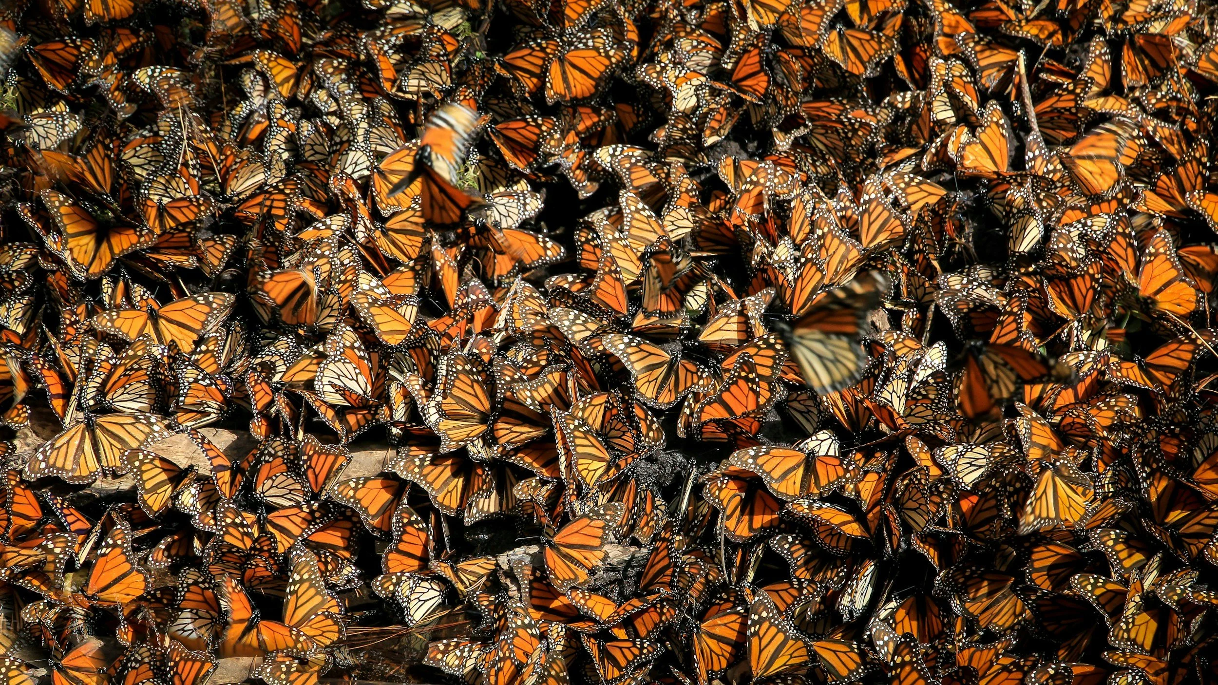 A swarm of migrating monarch butterflies.