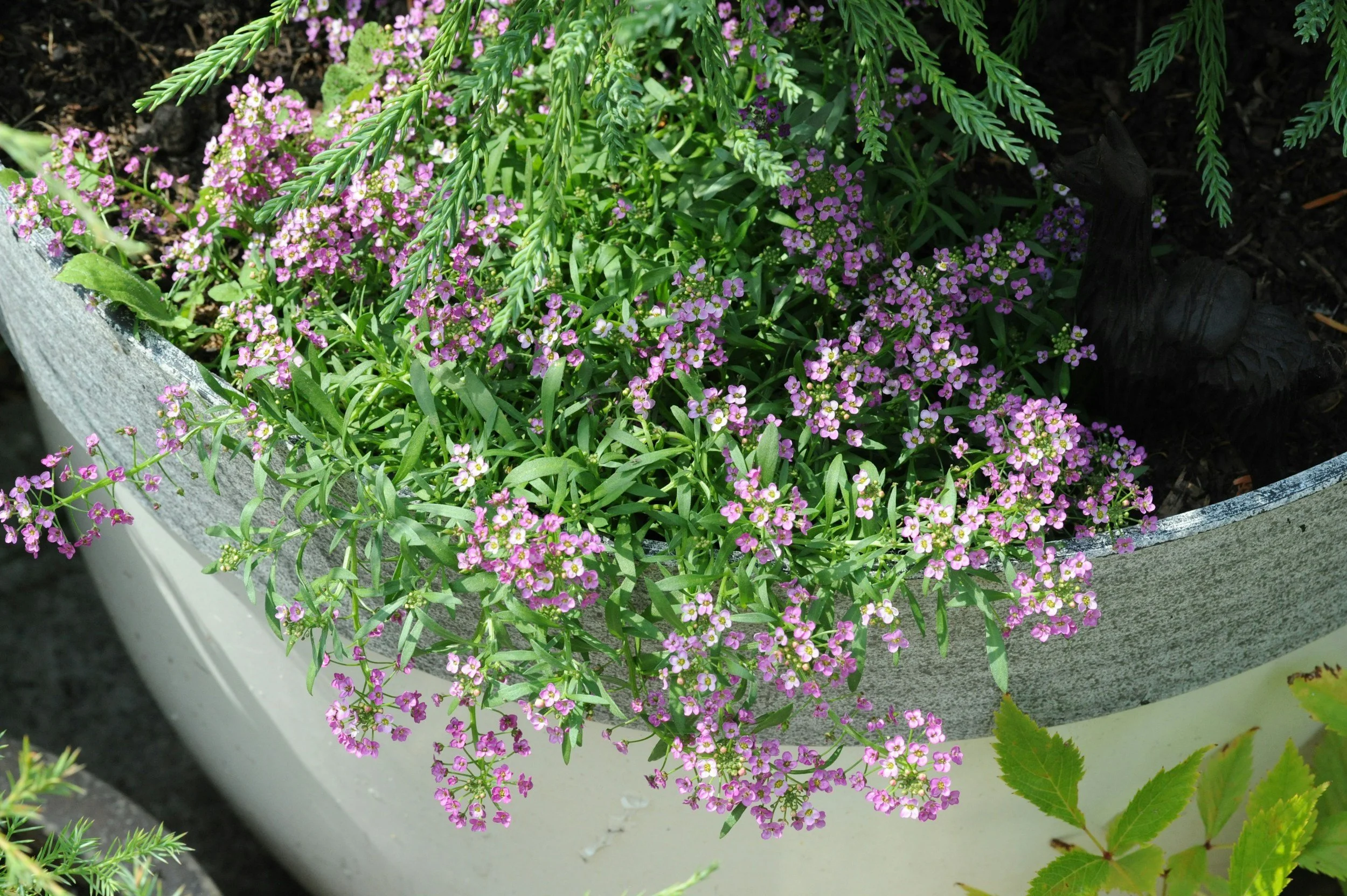 A closeup of a potted plant with small purple flowers.