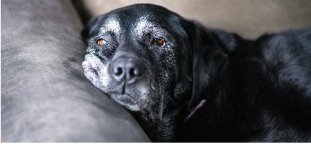 The Dogs Who've Been Waiting the Longest