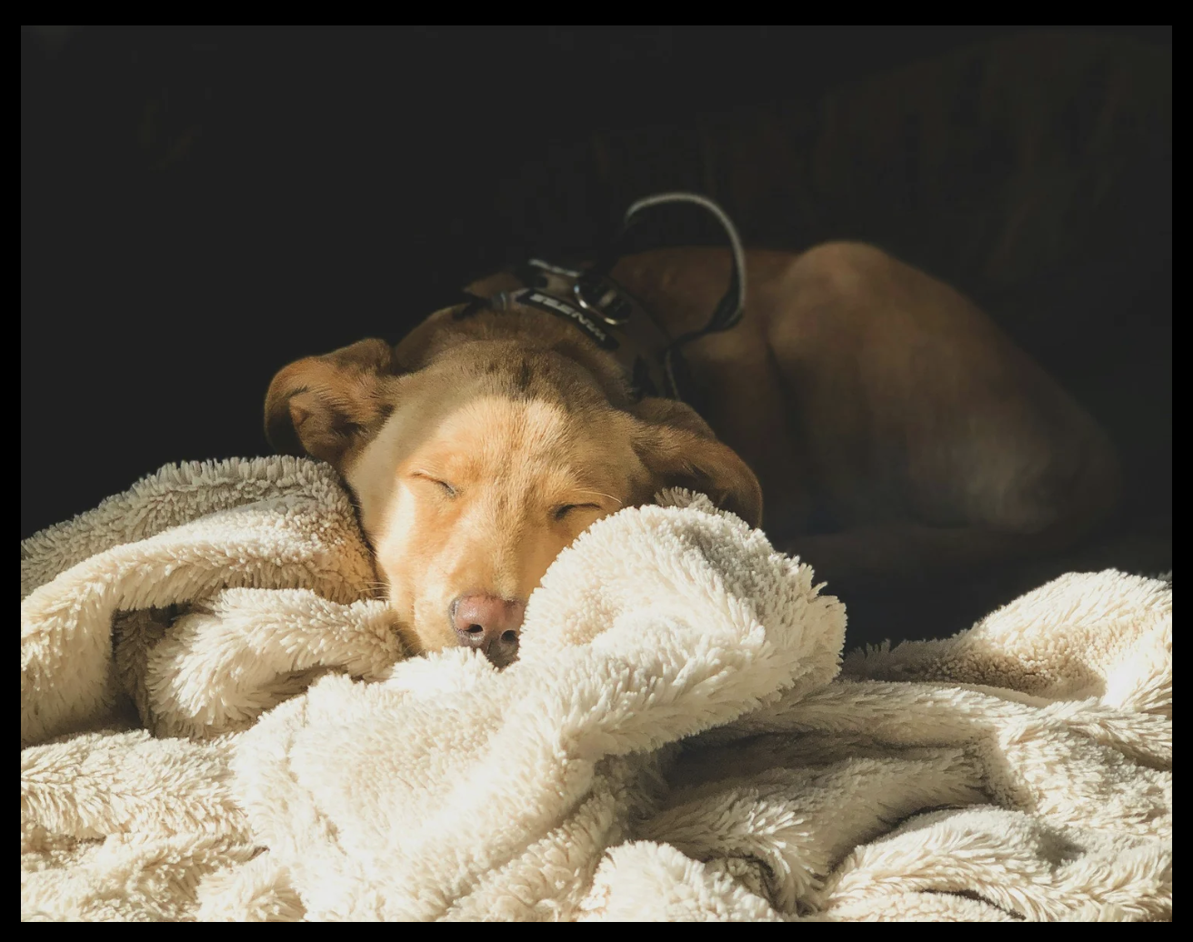 Dogs Who Wait: Large Breeds