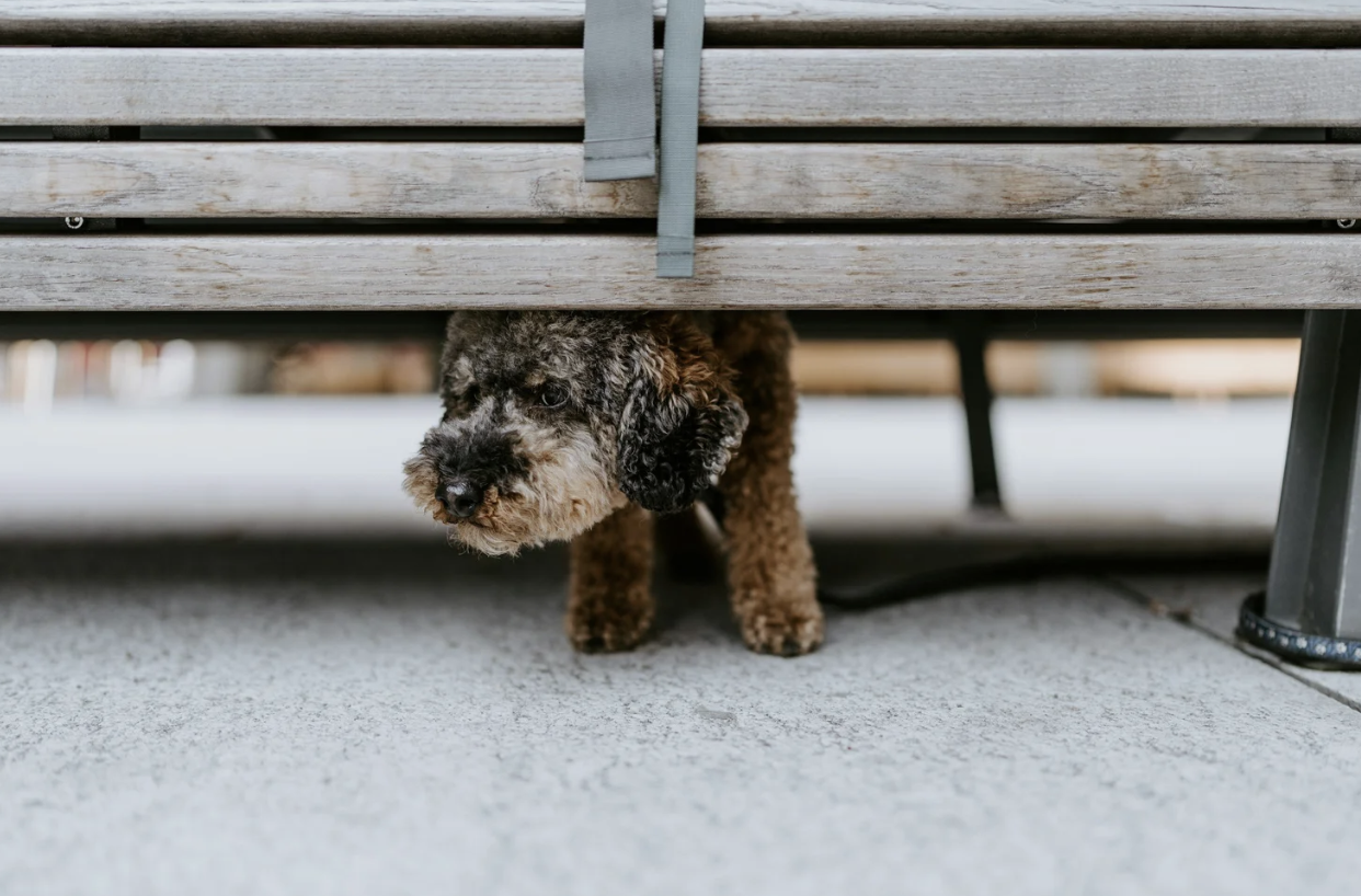 Dogs Who Wait: Shy and Fearful Dogs