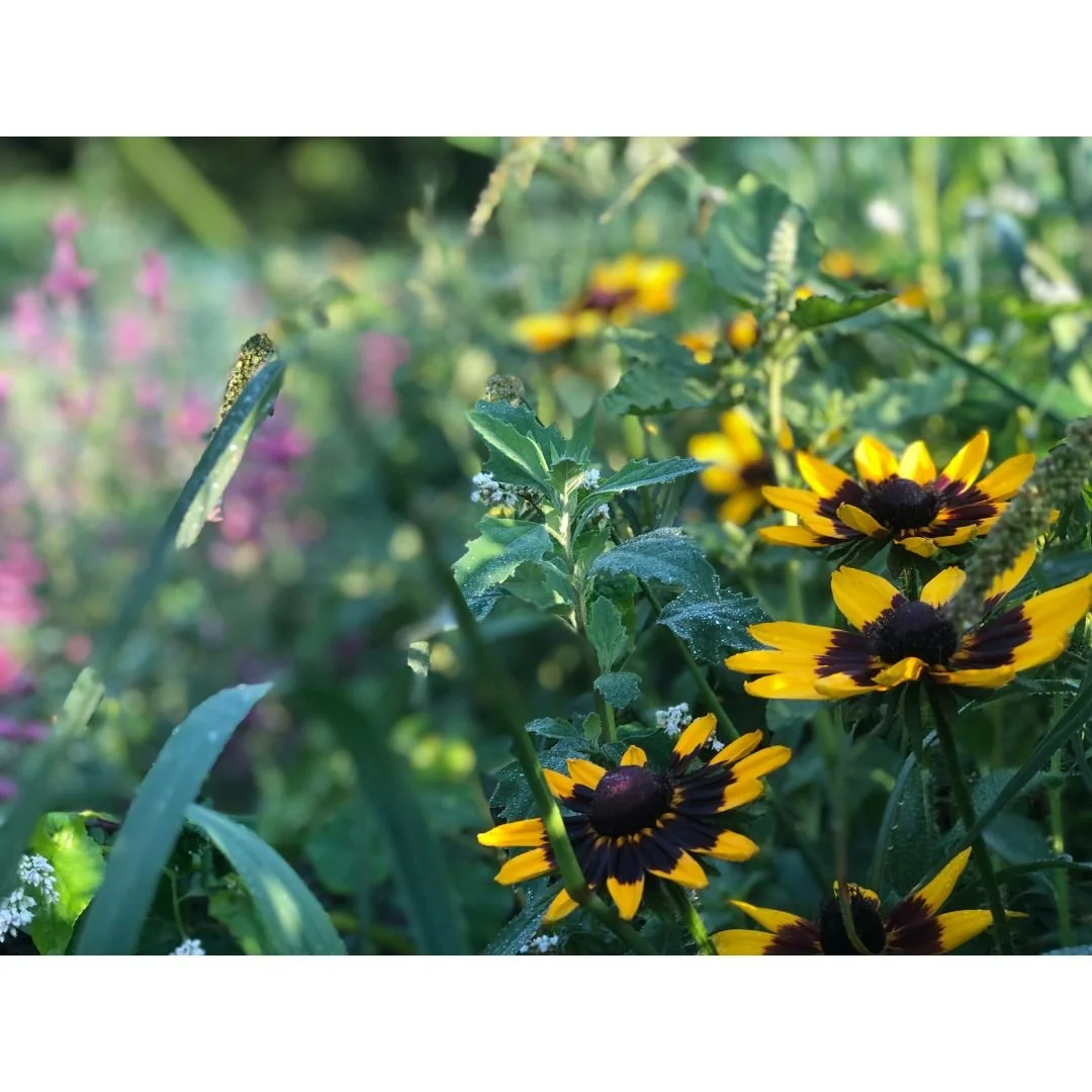 Créer son propre jardin de fleurs coupées partie 2- Les vivaces