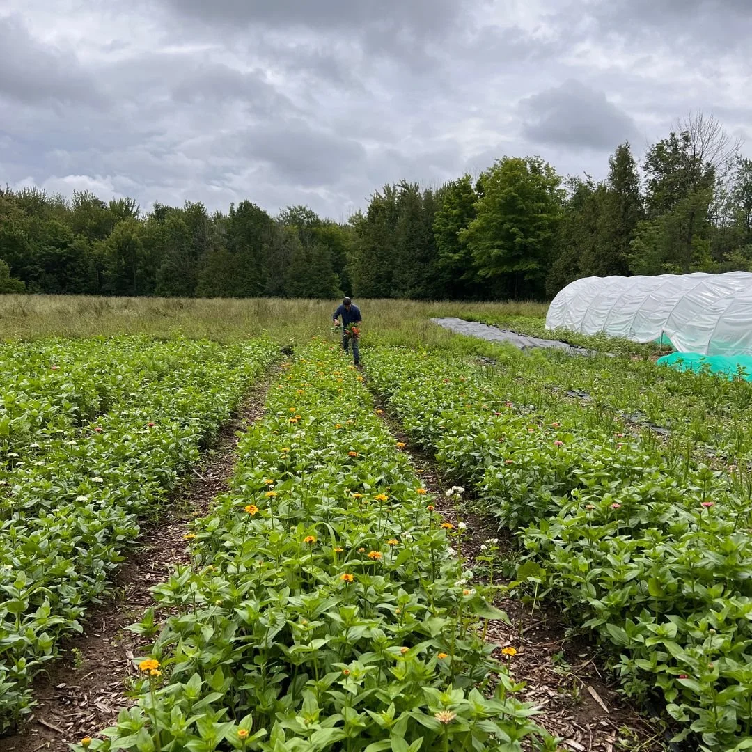 Créer son propre jardin de fleurs coupées partie 3 - Planter serrer pour une floraison abondante