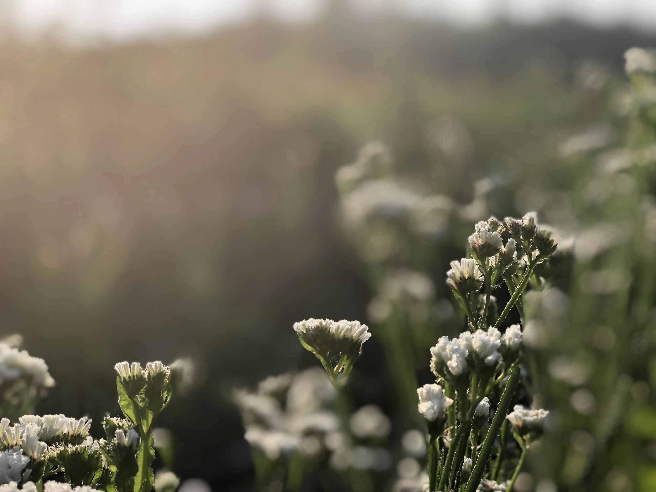 Créer son propre jardin de fleurs coupées partie 4 - Le jardin éclectique
