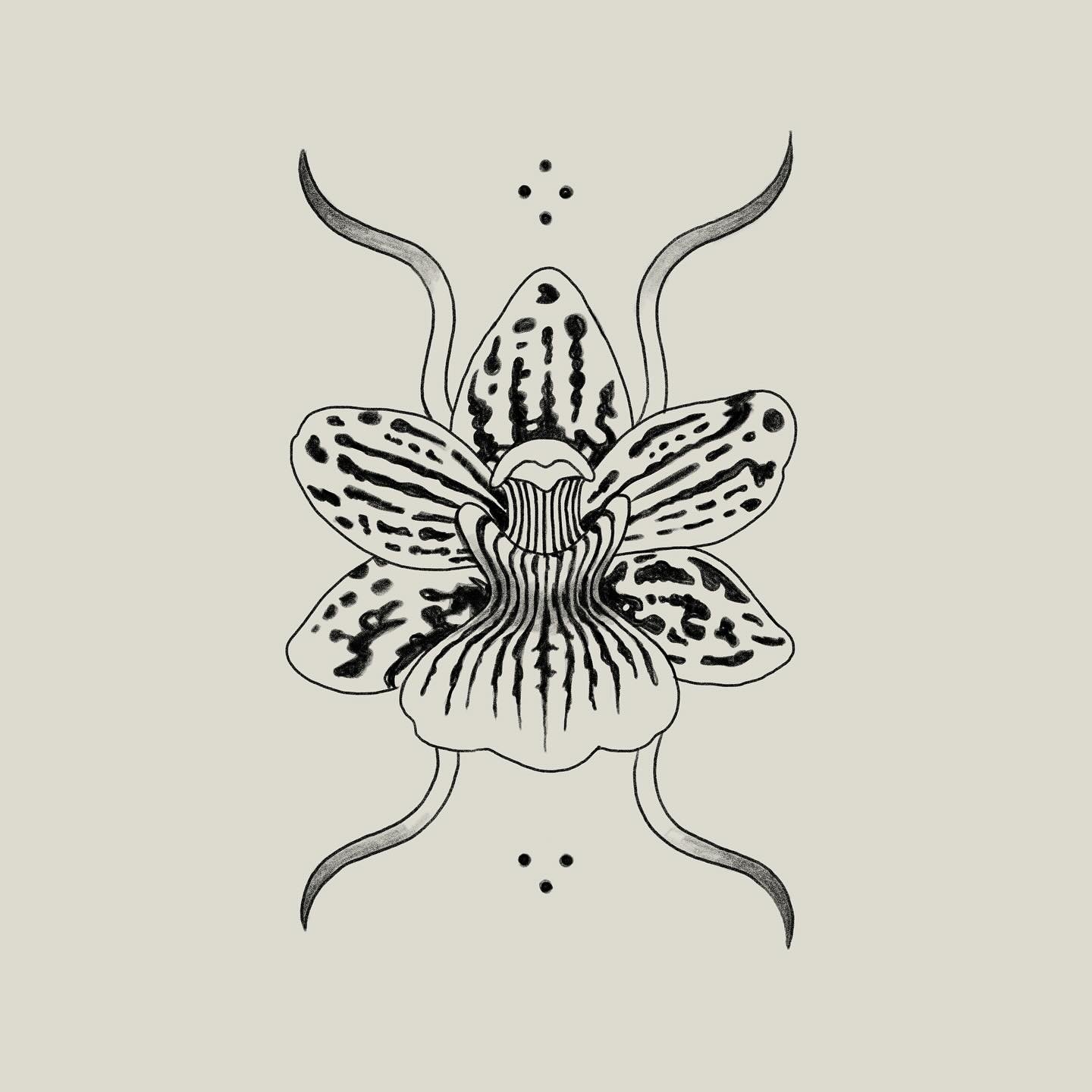 orchid flash I'd love to tattoo! email me if interested 🌞✨💫 paula.a.schultz@gmail.com
.
.
.
.
#milwaukeetattoo #orchidtattoo #orchid #floraltattoos #wisconsintattooartist #blackandwhitetattoo