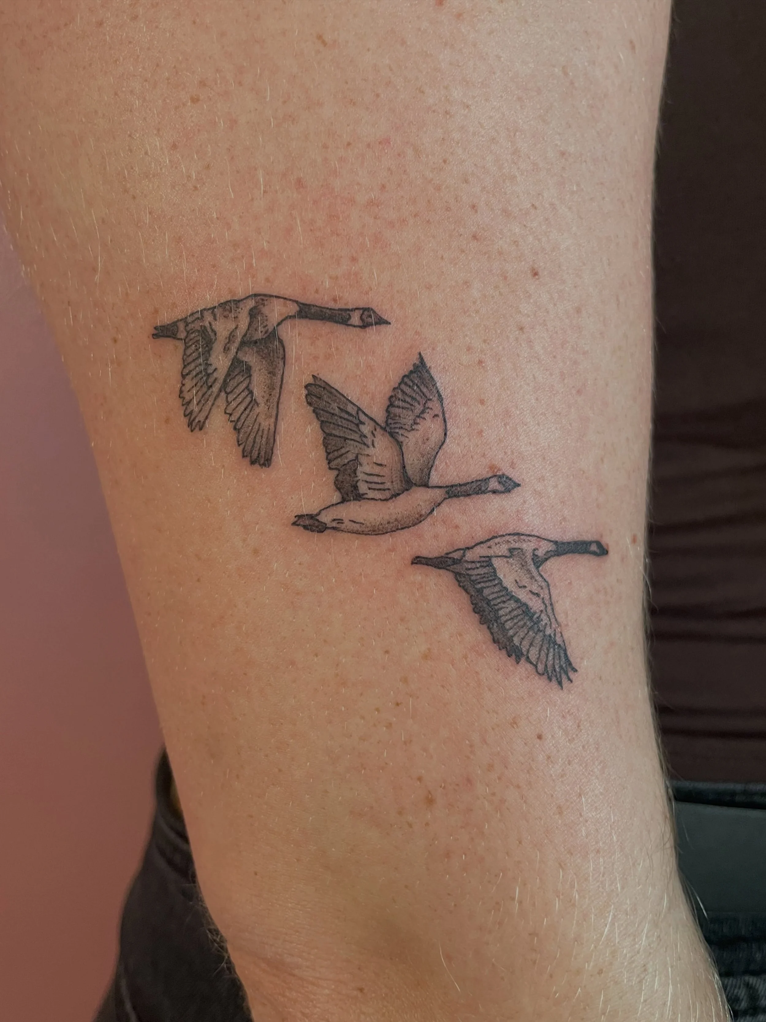 3 flying geese for kayla's first tattoo 💖 thank you Kayla! loved doing these 🪶
.
.
.
.
#finelinetattoo #milwaukeetattooartist #blackandgraytattoos #wisconsinartist #birdtattoos