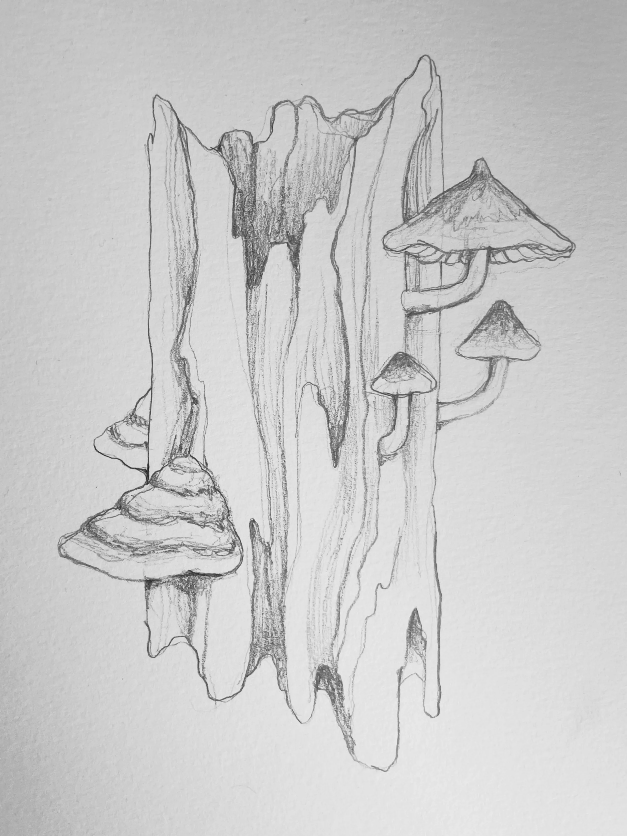 pencil on paper 🍄&zwj;🟫🌝 available tattoo design ✨ been really enjoying going back to my sketchbook ✨
.
.
.
#mushrooms #milwaukeeartist #pencilsketch #pencildrawing #drawing