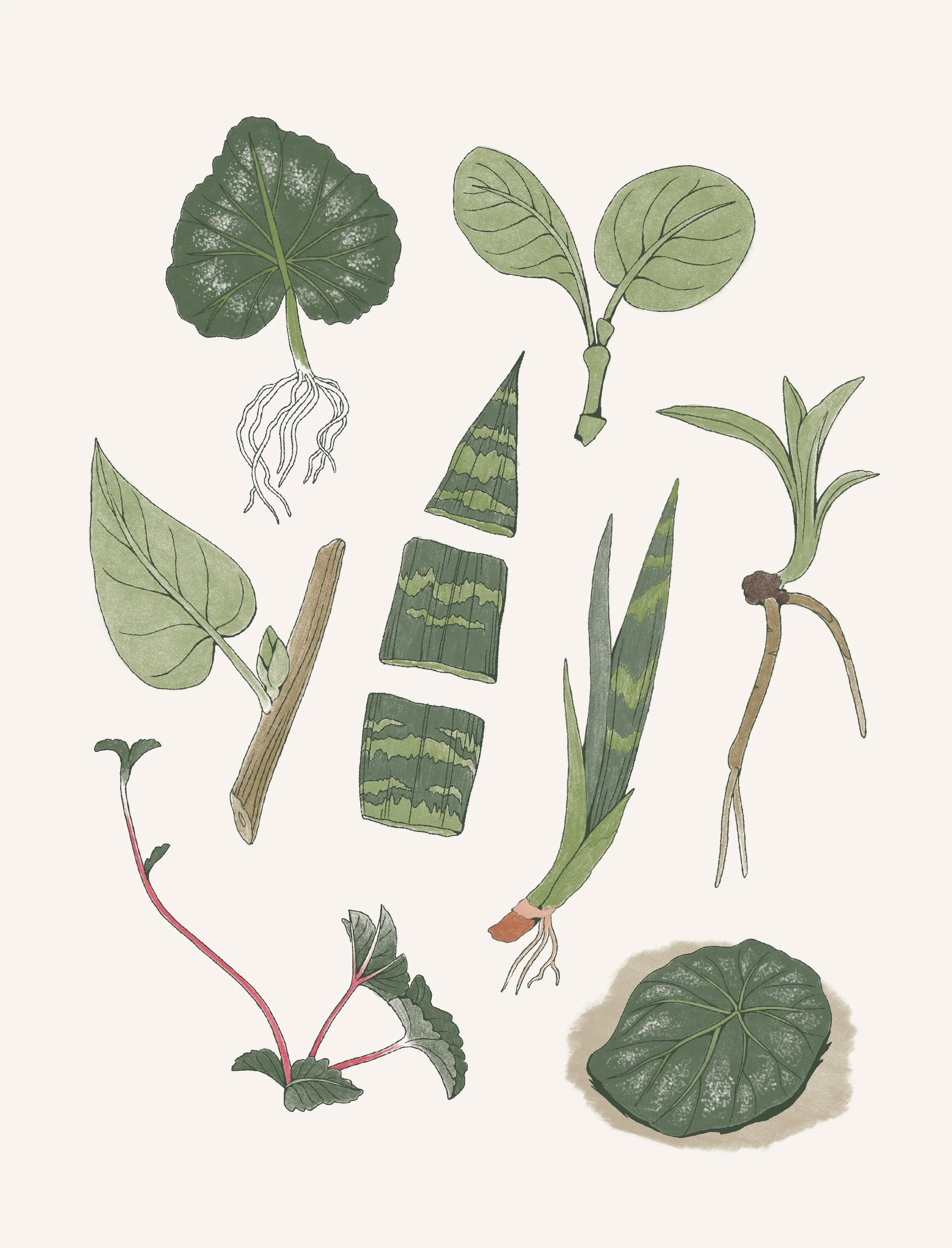 different ways to propagate a plant, illustrated for Home Greenhouse Revival Written by Leslie Halleck, published by Cool Springs Press, an imprint of @quartobooksus ✨ thanks to Art Director David Martinell for choosing me for this project. 🌱
.
.
.
