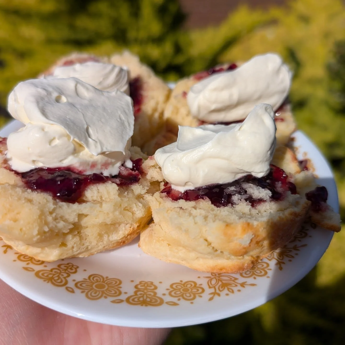 You can't beat a scone fresh out of the oven. These are buttermilk and cream scones. They have a slightly crunchy top with a soft and tender center. I like eating my scones by putting the jam first and then the cream. Some people like to do it the ot