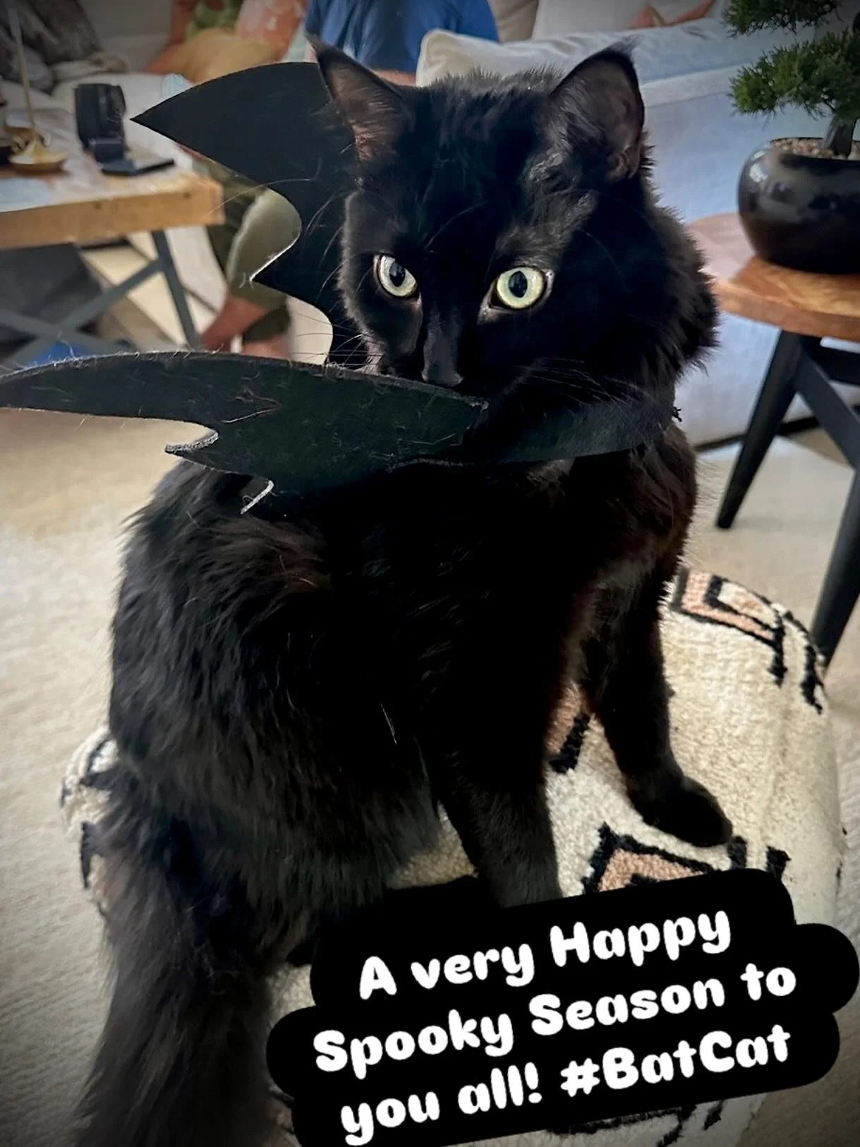 Happy Spooky Season! Go pet, hold, and adopt a Black Cat!  Rue has changed my life for good! Give yourself a gift!  You deserve it! 🖤😻