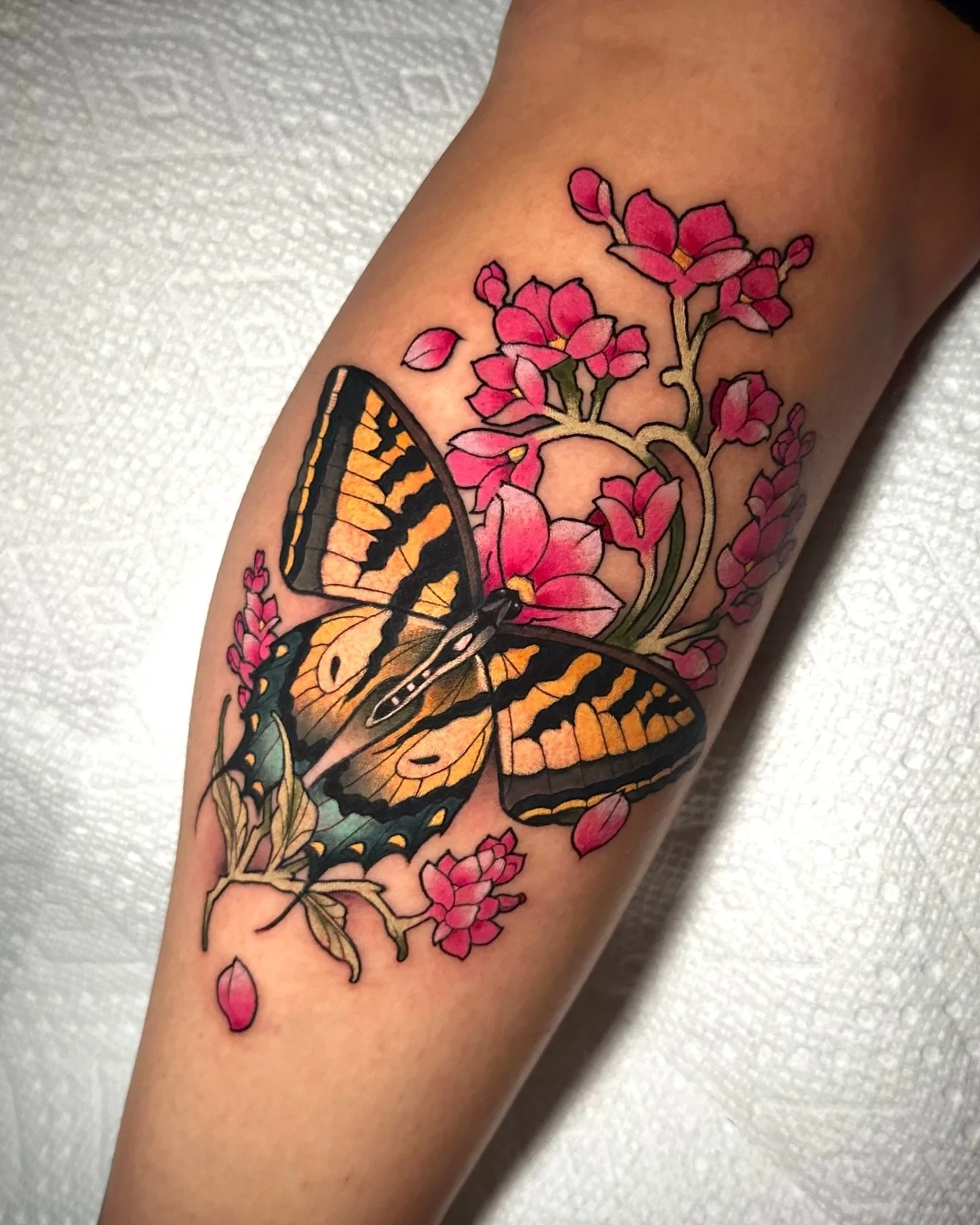 Two Tailed Swallowtail with Garden Phlox from a couple days ago and some bonus clips of what Ive been up to lately!
